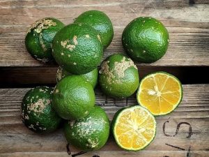 Limão Galego - meio kg